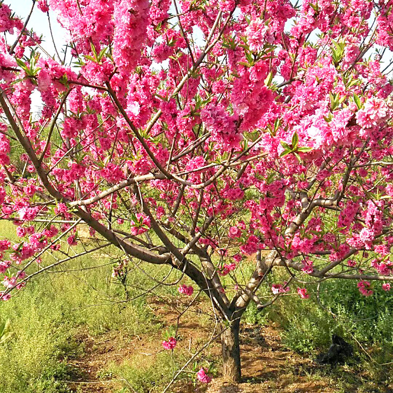 绿化工程苗木人面桃碧桃 人面桃花工程树 美人桃 美人碧桃树苗