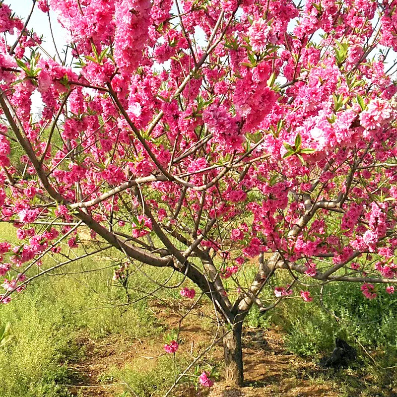 Проект Озеленение Рассада Человеческое лицо Персик Битао Человеческое лицо Проект цветения персика Красота дерева Персик Красота Рассада персика