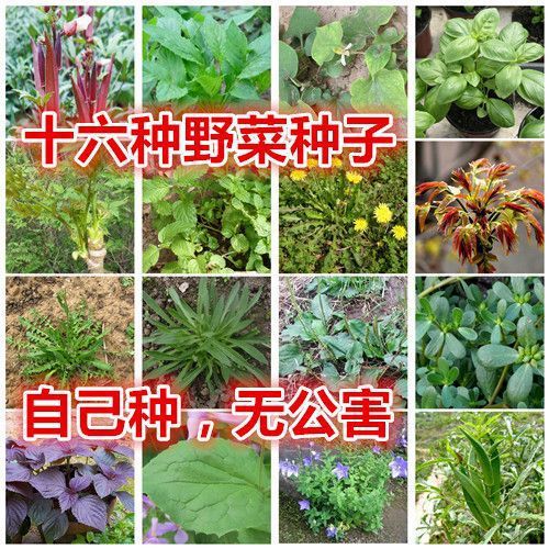 野菜种子蒲公英马齿苋荠菜面条苦菜刺老芽香椿秋葵鱼腥草紫苏枸杞