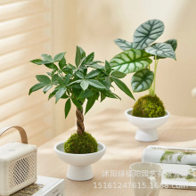 ˮ��ֲ��̦�\���������Բ����[��С�辰��ʽ�U��Gֲ�ļ����˺��B