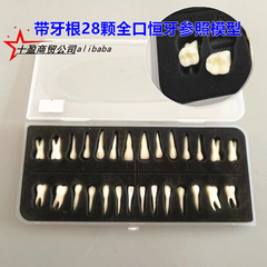 歯科用28本の永久歯歯モデル歯根付き模擬離体歯28本の単色認識歯モデル