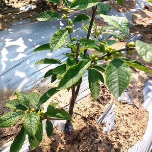 North American Holly Saplings with Fruits Shipped in Original Soil, Courtyard Balcony Cold-Resistant Fruit-Flowering Florals, European Red Fruit Bonsai Seedlings