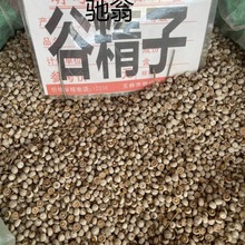 cAm谷精珠大粒 珍珠草 精选谷精珠纯珠无杆 谷精子干 品500