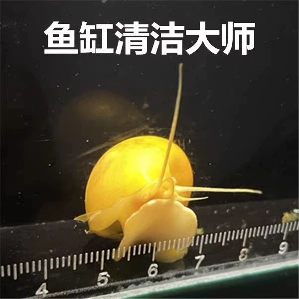 Золотая улитка, яблочная улитка, декоративная улитка, улитка для удаления водорослей, улитка для чистки, улитка для холодной воды, без нагрева, бесплатная доставка и повреждения