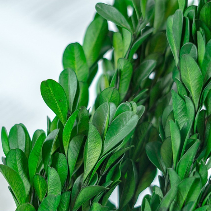 Preserved flower boxwood, DIY flower material for headdress, preserved leaves, home flower arrangement decoration