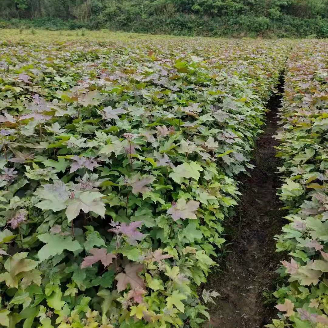 [Гарантированное качество и количество] Саженцы Liquidambar, контейнеры Liquidambar, мешки Liquidambar, Liquidambar Jiangxi, Liquidambar Jiujiang