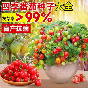 ���l��ݮ���ѷN�ӳ�������|���FƤ���ӷN���̨���ﴺ�ﶬ�ļ�