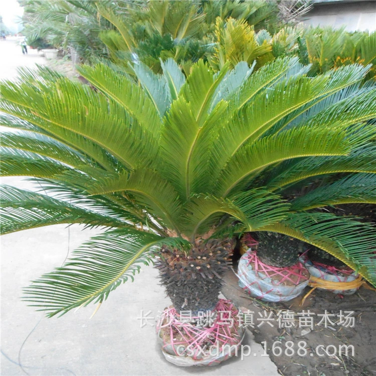 Оптовая продажа цикад, бонсай из цикад, крупные цикады в кластерах, красивой формы, ландшафтные саженцы для ландшафтного дизайна