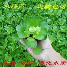 水质净化水培漂浮造景迷你花性水草大批量植物盆栽批发水葫芦绿植