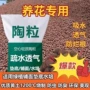 通用型养花多肉花园颗粒