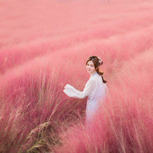 Pink and White Miscanthus Seeds, Flower Seeds, Summer Flower Seeds, Courtyard Outdoor Landscape Miscanthus Seeds