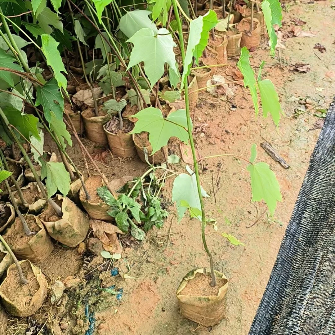 2310 питомник поставляет тысячелетнюю тунгу 30-150 см.