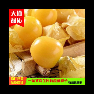 Northeastern Girl Fruit Yellow Mushroom Seeds Sweet and Sour Berry Fruit Seeds Spring, Summer and Autumn Balcony Potted Fruit and Vegetable Seeds