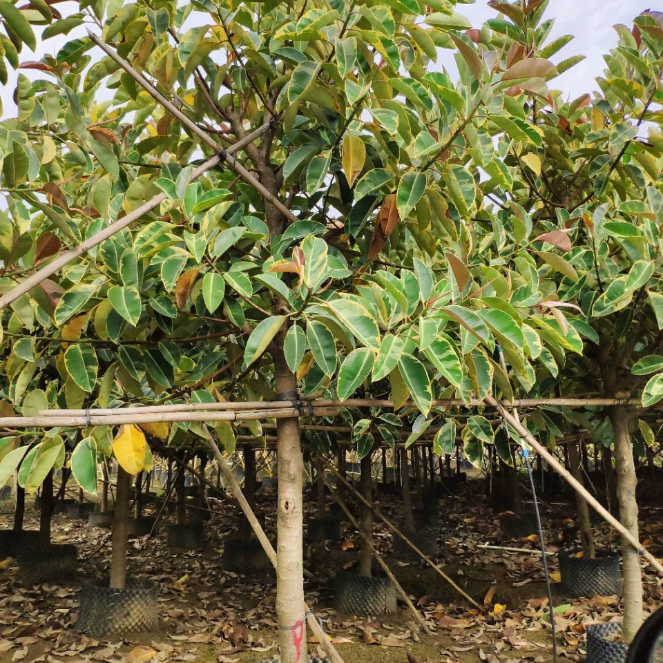 906 поставка цветочных листьев каучука фикуса 10-15 см