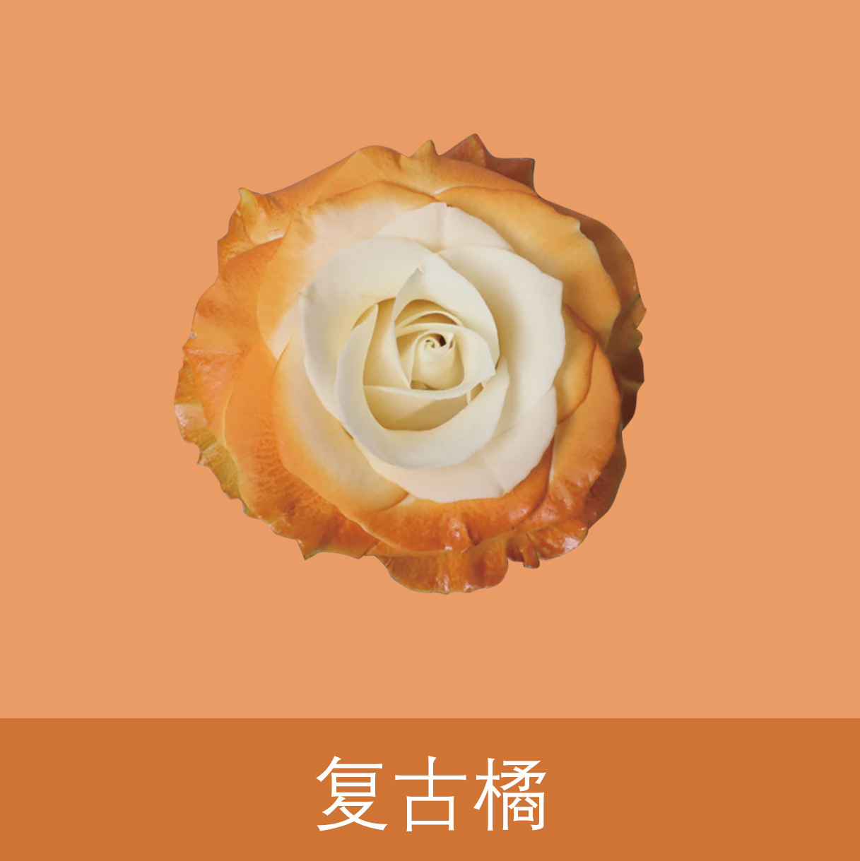 Material de embalaje de flores frescas Agente de tinción en aerosol de flores secas Salsa de ciruela negra Pintura en aerosol de flores Pintura en aerosol de flores Agente de color de flores