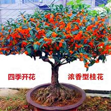 �𻨘��҃���������ͥԺ�����ͻ����ļ��_���辰����Gֲ