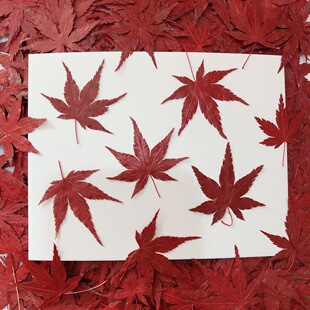 Red Maple Leaf Dried Flower Embossed Plant Specimen Teaching Gel Dropping Mobile Phone Case Children's Handmade Bookmark Photo Frame Flower Decal