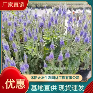 穗花婆婆纳基地批发 自产自销  品种齐全景区造景工程绿化苗