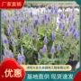 景区工程基地品种婆婆纳