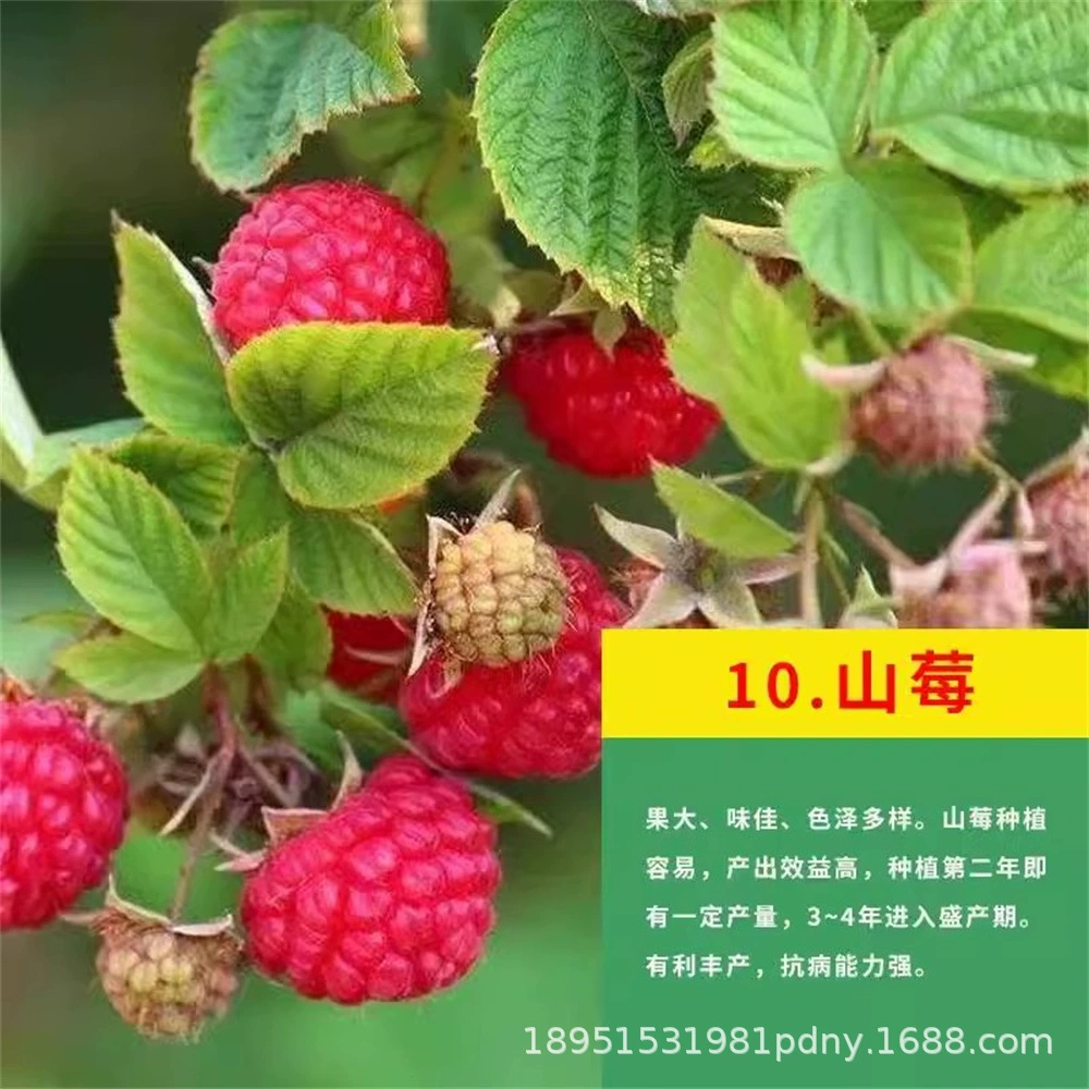 Рассада черной малины Рассада малины Южный и Северный Сад рассады плодовых деревьев в горшках Четыре сезона Посадка рассады года