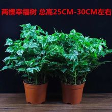 幸福树盆栽绿色办公室客厅树苗室内大型绿植花卉植物盆景