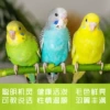Best-selling pair of parrots + large space bird cage + swing + bird food + bird nest + gift package