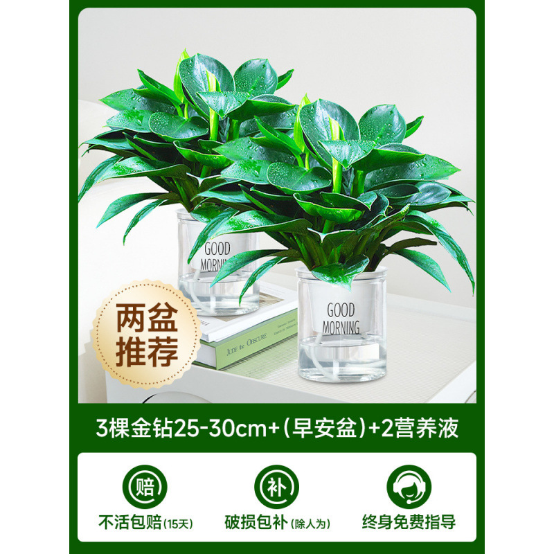 [화분 2개 추천] 골든 다이아몬드 3개 + (굿모닝 화분) + 영양액 2개