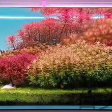 99�N�к�ˮ���~��ˮ����ݸ������쾰ֲ����w��ˮ�t�m͢�t����
