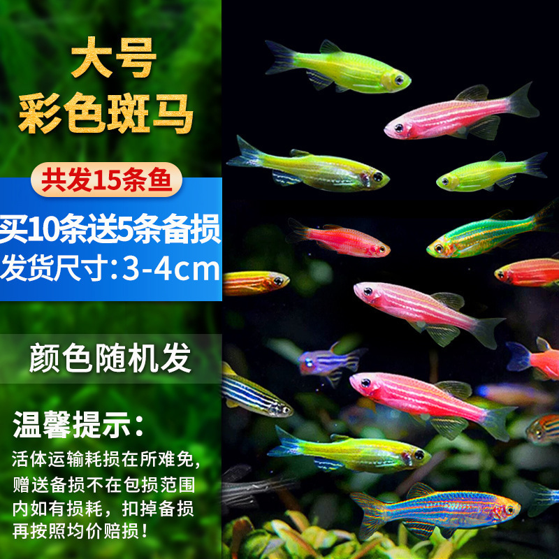 孔雀鱼精品小鱼缸观赏鱼好养耐活热带鱼活鱼天空蓝小型小鱼苗|undefined