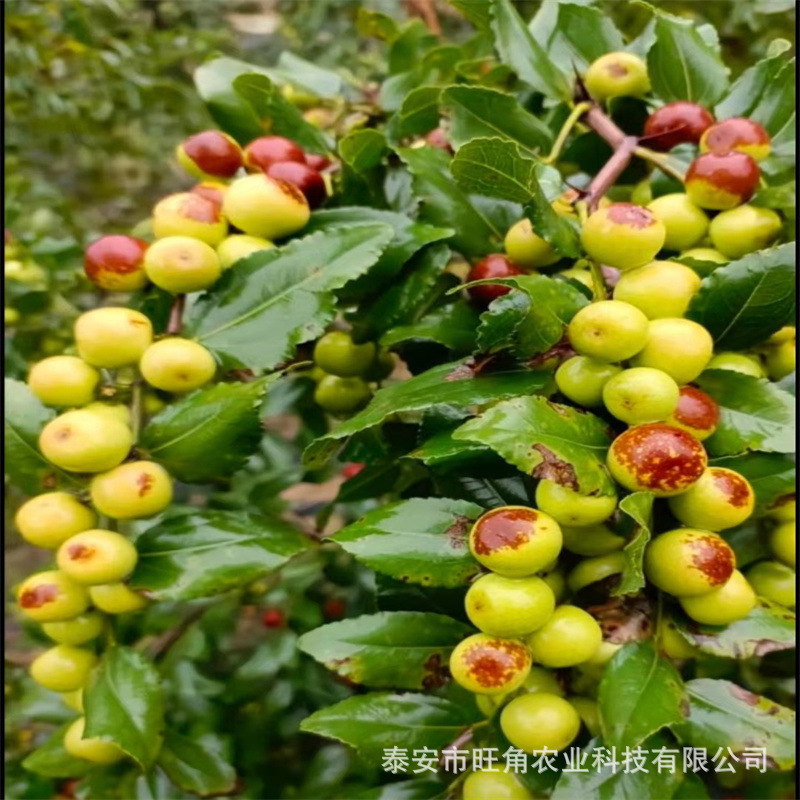 b37977029847f0291f8deccef9e632