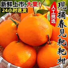 四川春见耙耙柑粑粑柑新鲜现摘现发当季应季孕妇水果一件代发包邮