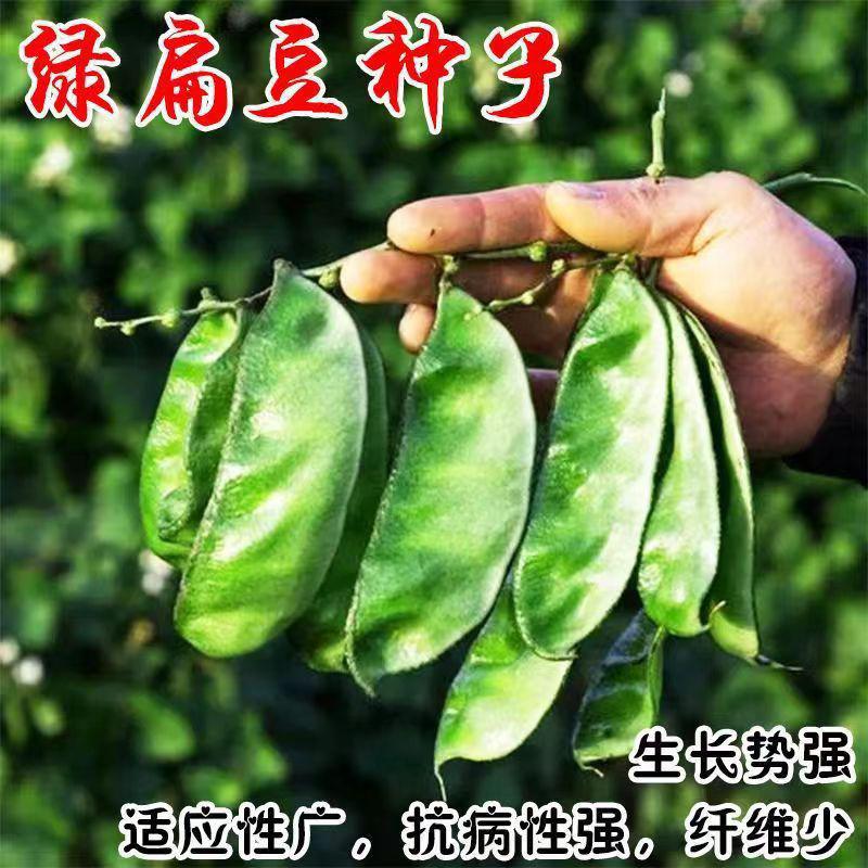 【新种上市】大肉绿眉豆猪耳朵扁豆衶菜园新鲜蔬菜四季豆梅豆角