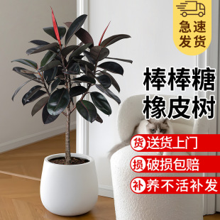 Rubber Tree Potted Black Diamond Living Room Large Green Plant Lollipop Tree-Shaped Real Flower Balcony Courtyard Ground Planting Good Plants
