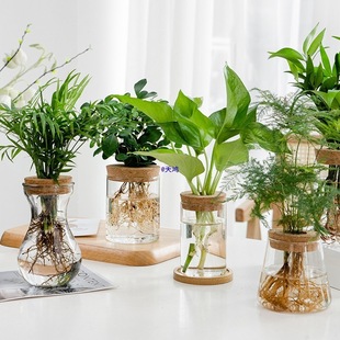 ͸�����s����ˮ��ֲ�ﲣ����ƿˮ�B�G�}�������_�h�����Բ廨ƿ