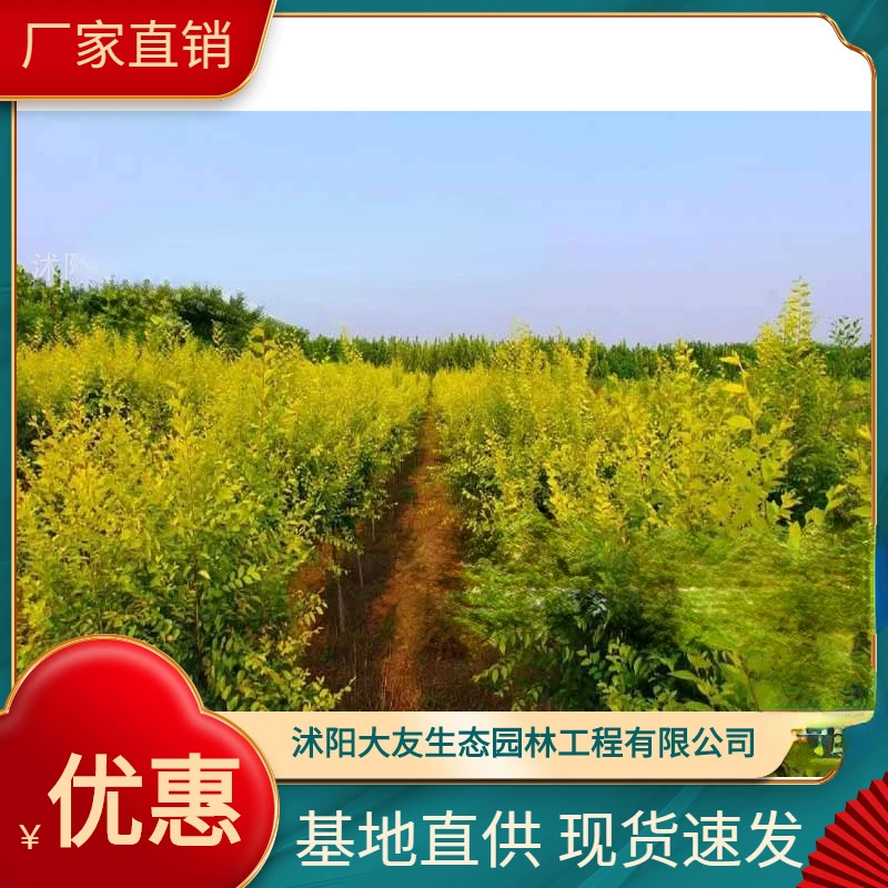 Jinzhong Forsythia базовый сорт собственного производства, полный набор зеленых саженцев с живописным ландшафтом