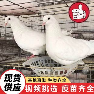 �����Bֳ�����۾��^Ͷι�V���� �������B�����^�p�� �µ������N��