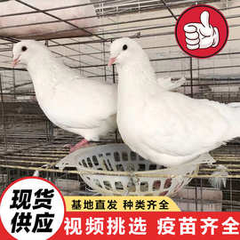 白羽王种鸽活体出售 家养宠物下蛋观赏鸽信鸽 节日庆典放飞和平鸽
