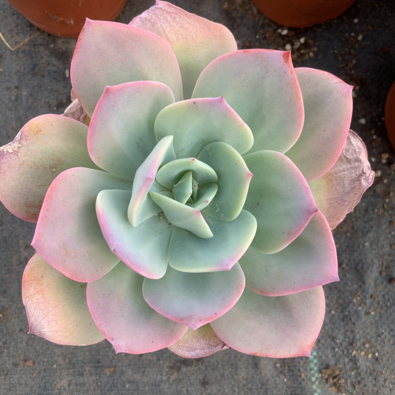 블러드 피닉스 14-16cm (플라스틱 화분과 함께 배송 가능)