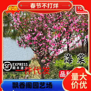 һ�����l���Ę���ͥԺ���ԸߗU�������Ĵ��z���Ļ��ͺ�ֲ�ﻨ����