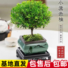 小叶赤楠盆景室内小叶赤楠老桩花卉盆栽客厅植物办公室桌面小绿植