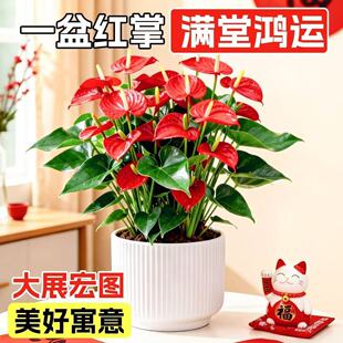ˮ��t�����԰���һ���L혾Gֲ�҃Ⱥ��B����ֲ�����\���^�ļ��_��