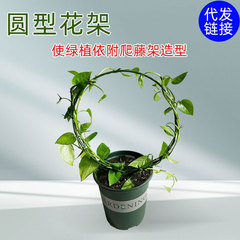 室内愛ハート型植物登藤山亀甲龍鉄線蓮花架登藤小支棚支持棒鉄芸