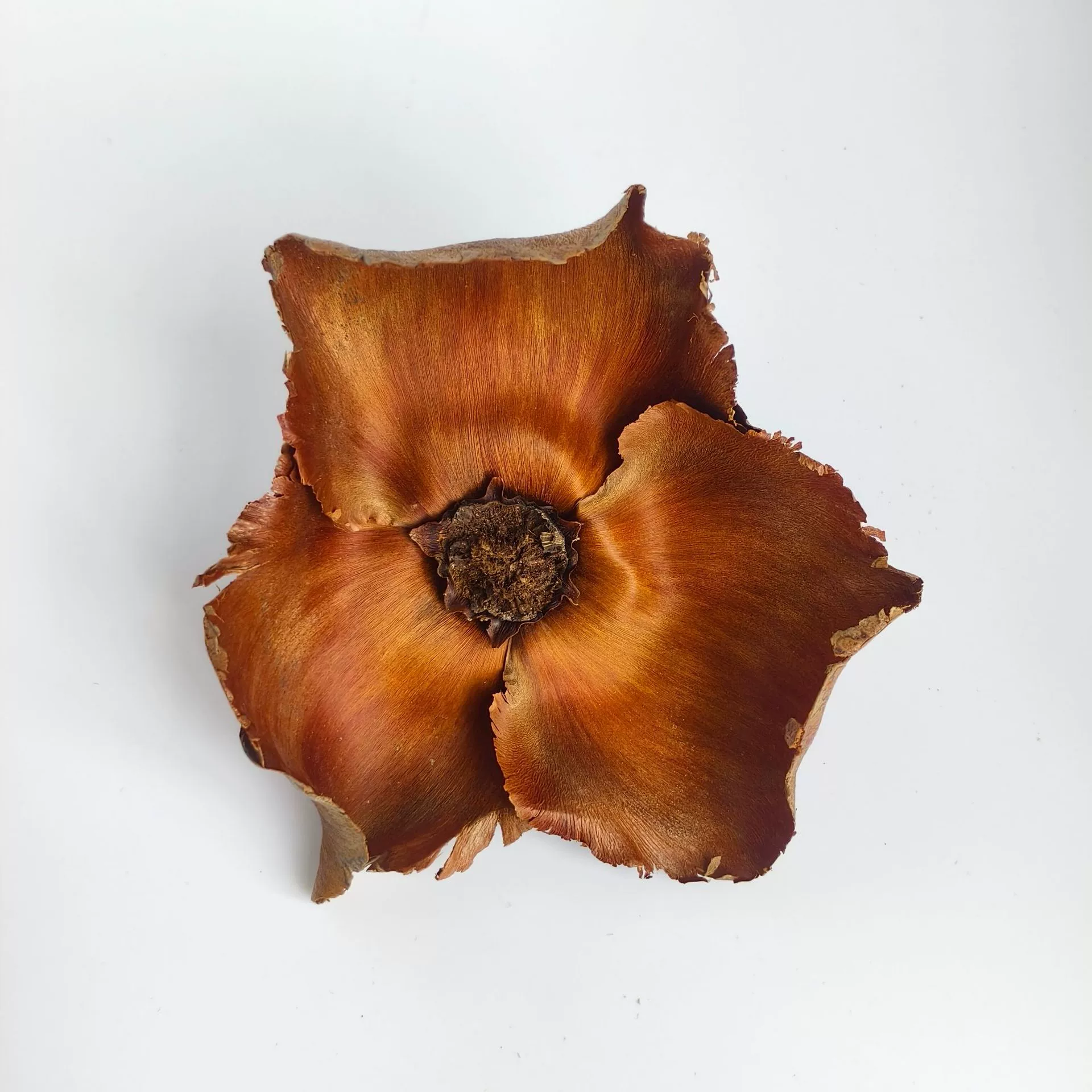 Настроить | Импортированные сушеные цветочные ракушки [кокосовые цветы] натуральные растения, предметы интерьера, украшения, цветочная композиция, реквизит для фотографий