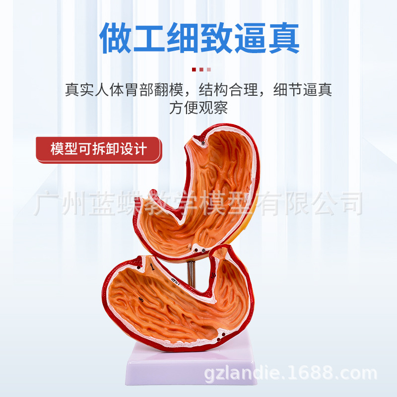 ������θģ������θ�봩�ײ�̬θģ��������θ��״�����������