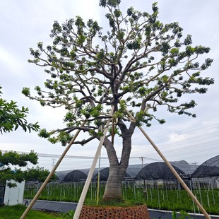 Shaped Iron Holly Engineering Greening Seedlings Base Planting in Stock Iron Holly Tree Base Garden Wholesale