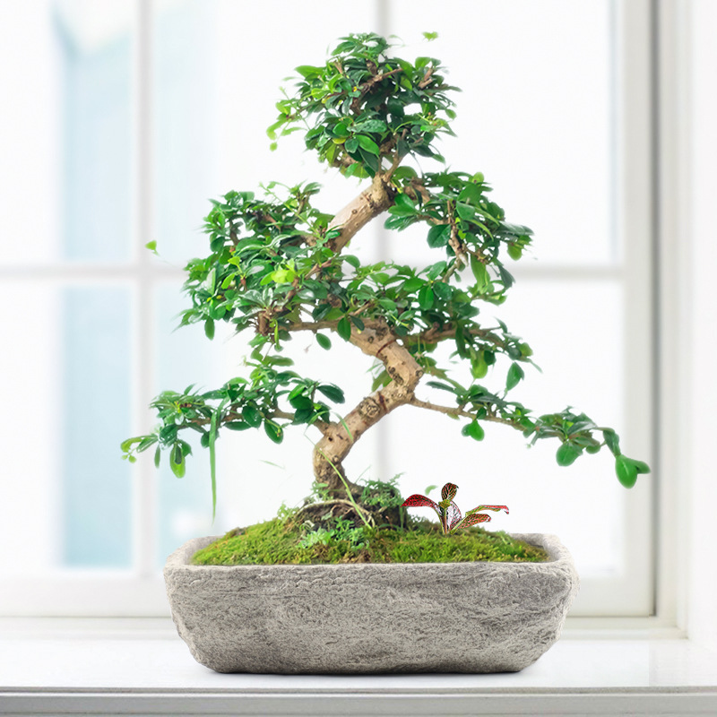 Macetas verdes para plantas de jardín con suelo perforado, macetas de imitación de piedra personalizadas, venta directa del fabricante, cerámica.