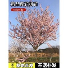 一件代发樱花树苗盆栽庭院种植大型高档四季绿化耐寒风景树正宗重