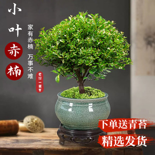 С�~����Ϙ��辰��ֲ�ﻨ��΢���^ˮ���k���҃Ⱥ��B�ļ���������