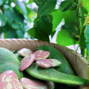 ���R���N�Ӻɰ����r�� ����I���ʵ۶���Ԫ��һ�����߲˶���