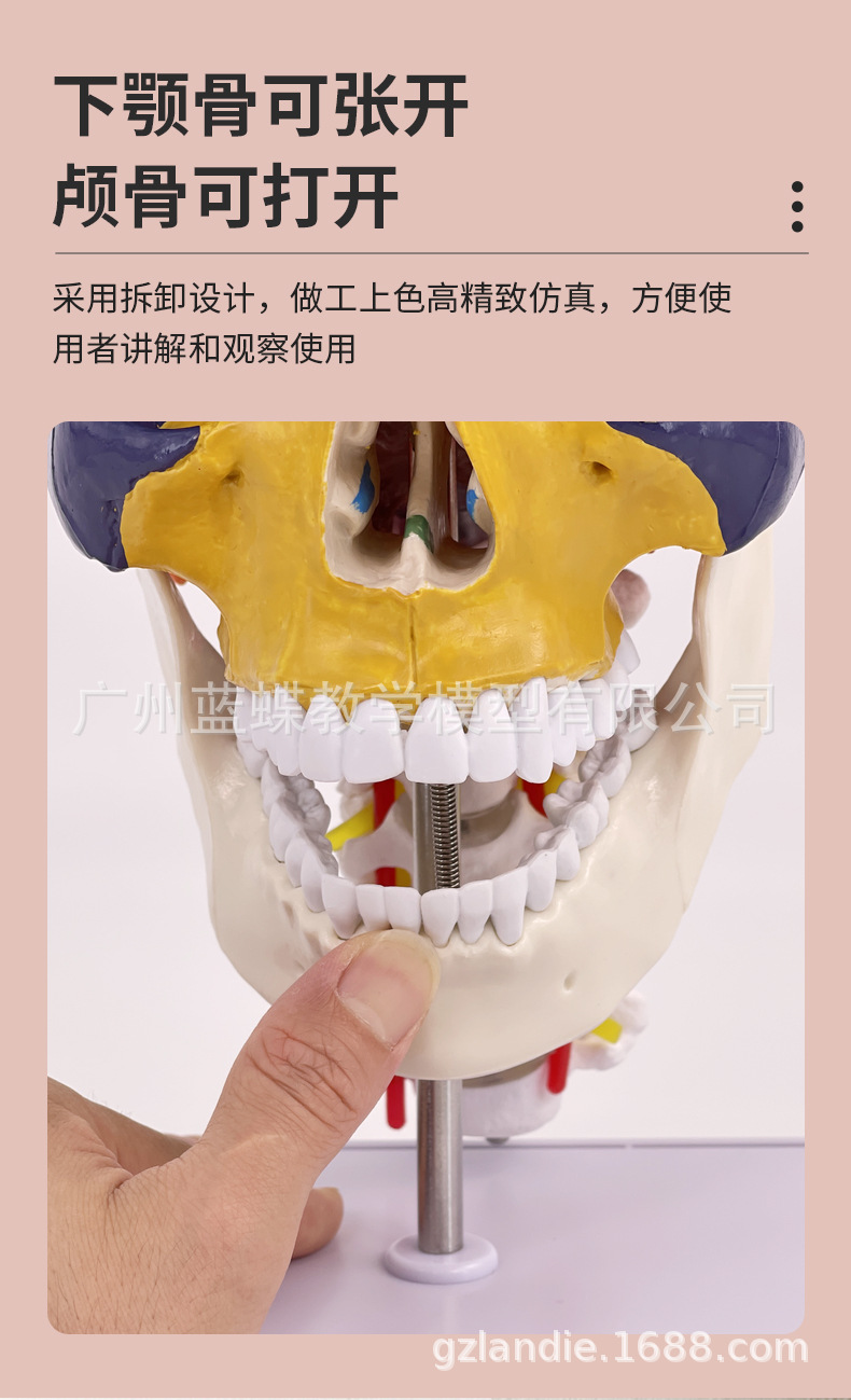 彩色头骨-详情页_06